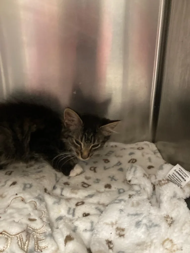 A baby small-sized female Domestic Medium Hair cat named Kaden for adoption in Meriden, CT