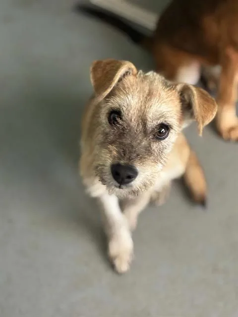 A baby small-sized female Jack Russell Terrier dog named Sally Carrera for adoption in Visalia, CA