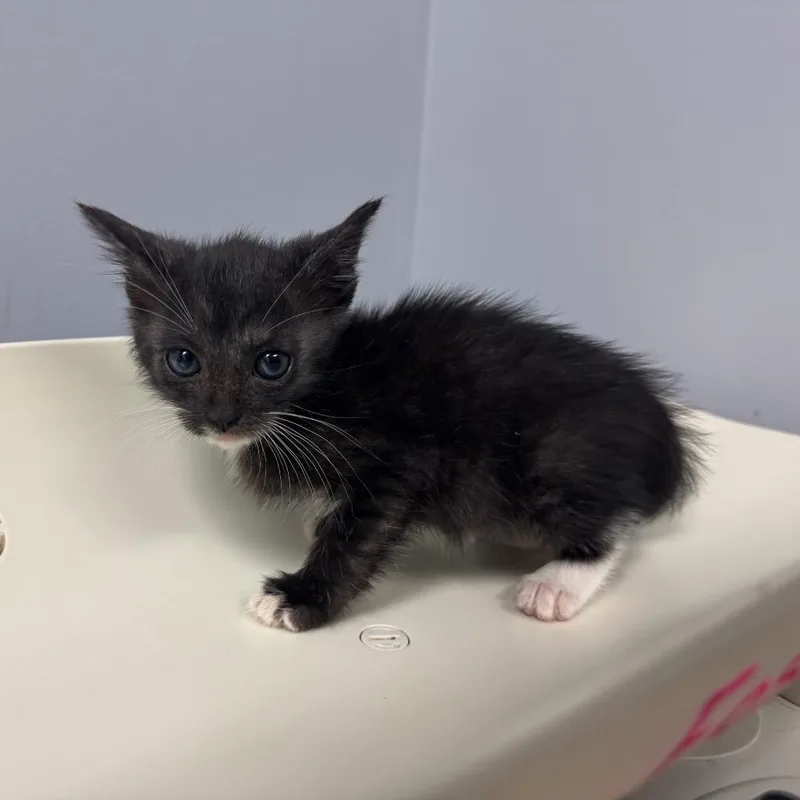 A baby small-sized male Black Domestic Short Hair cat named Ebony for adoption in Columbus, GA