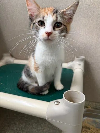 A baby small-sized female Domestic Short Hair cat named Belle for adoption in Washington, DC