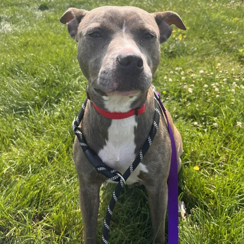 An adult medium-sized female Gray / Blue / Silver Pit Bull Terrier dog named Opal for adoption in Matteson, IL