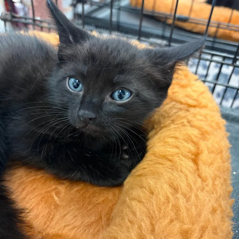 A baby small-sized male Black Domestic Short Hair cat named Pecan for adoption in Webster, TX