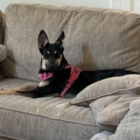 A young medium-sized female Bicolor German Shepherd Dog named Dixie for adoption in Roswell, GA