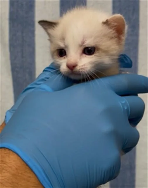 A baby small-sized male Domestic Short Hair cat named A for adoption in Naples, FL
