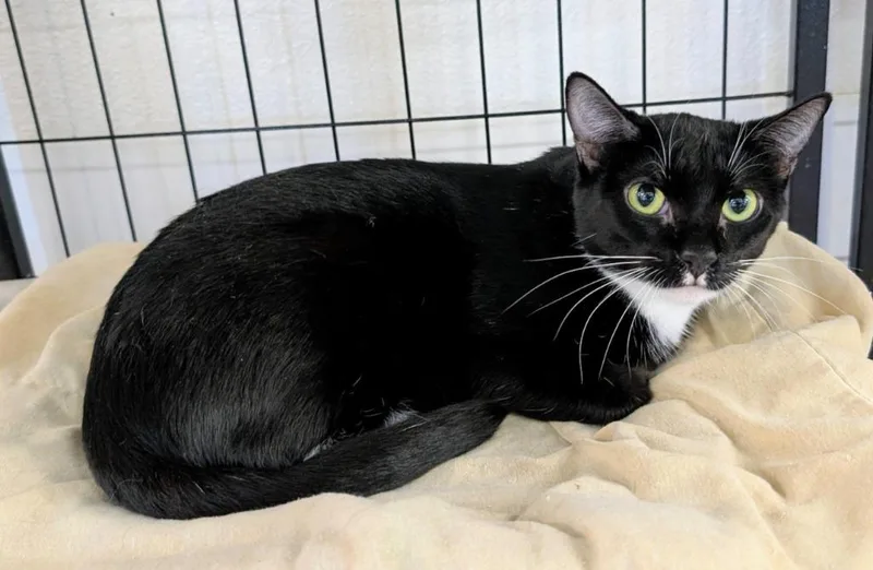 Henrietta Von Trapp thumbnail 2