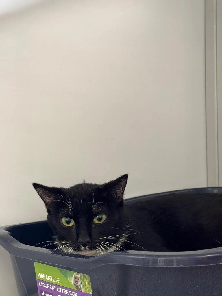 Henrietta Von Trapp thumbnail 3