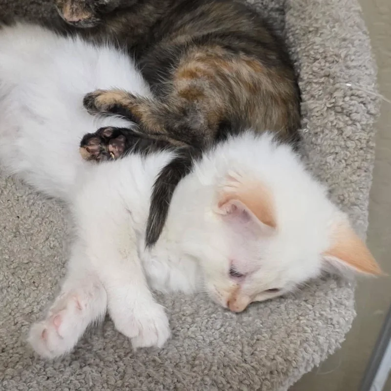 A baby medium-sized female Flame Point Domestic Long Hair cat named Queenie for adoption in San Anselmo, CA
