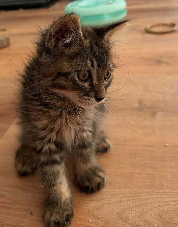 A baby small-sized male Domestic Short Hair cat named Granite for adoption in Salt Lake City, UT