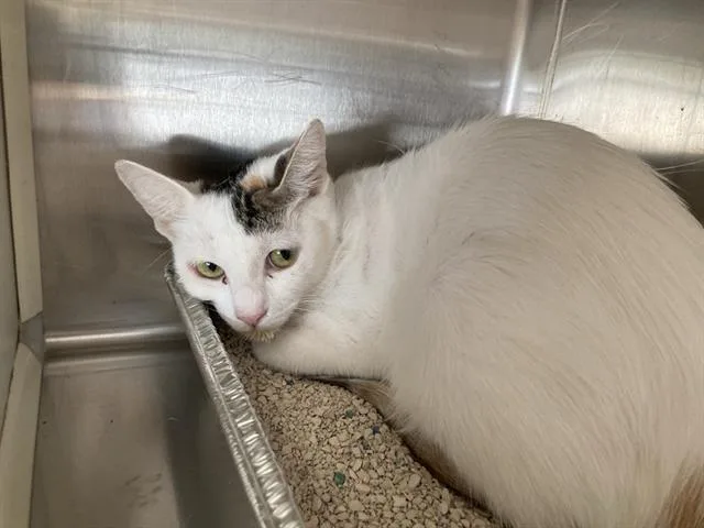 A young small-sized female Domestic Short Hair cat named Apple for adoption in Tustin, CA