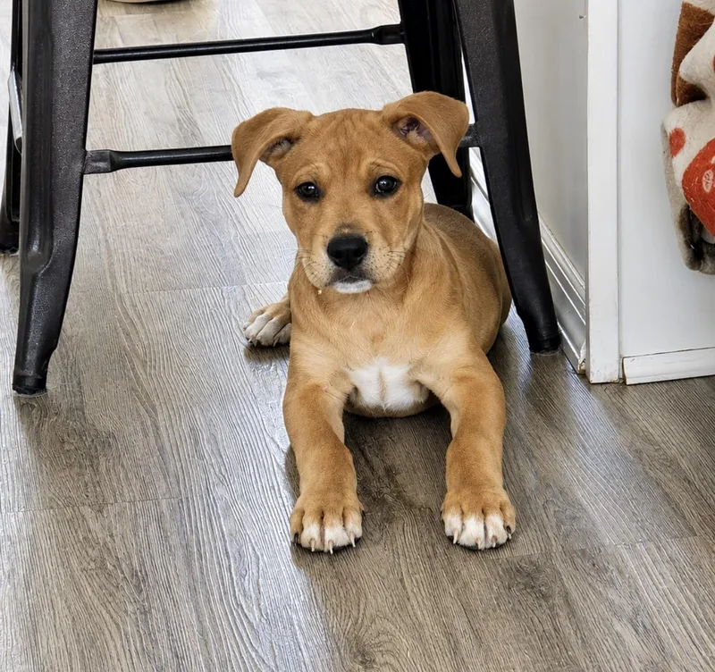 A baby medium-sized male Retriever dog named Squirt for adoption in Copiague, NY