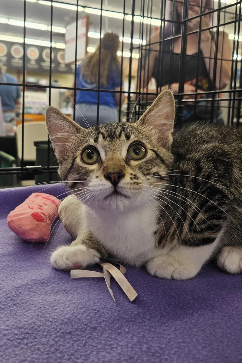 A baby medium-sized male Domestic Short Hair cat named Tabasco for adoption in Antioch, CA