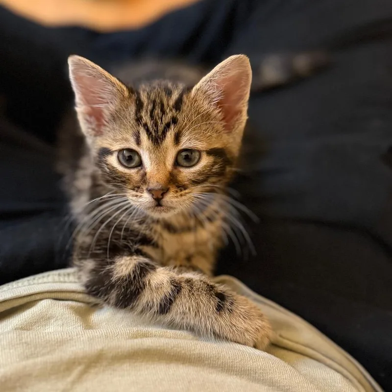 A baby small-sized female Brown / Chocolate Domestic Short Hair cat named Acadia for adoption in Enfield, NH