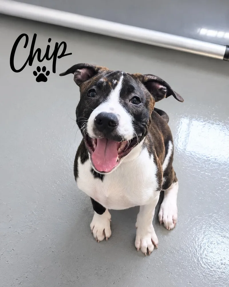 A young medium-sized male Tricolor (Brown, Black, & White) Cattle Dog dog named Chip for adoption in Momence, IL
