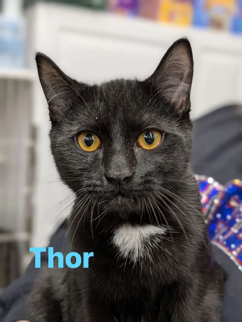 A young medium-sized male Domestic Short Hair cat named Thor for adoption in Cowlesville, NY