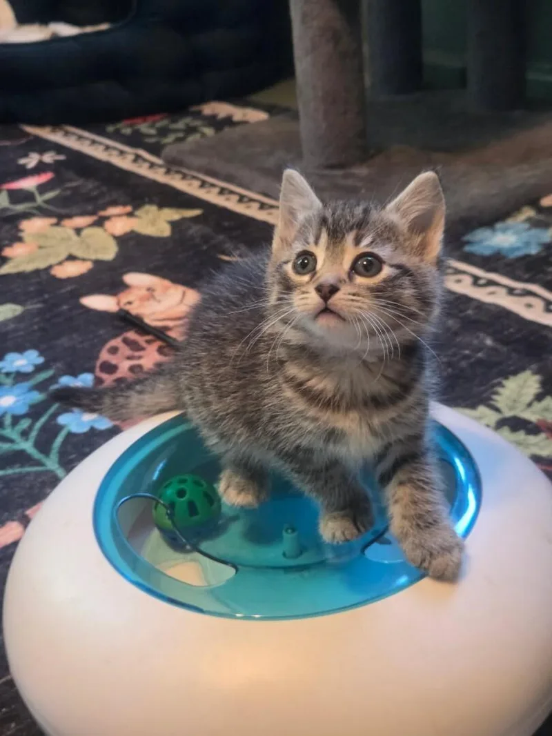 A baby small-sized female Tabby (Brown / Chocolate) Domestic Short Hair cat named Belle for adoption in Saint Charles, MO