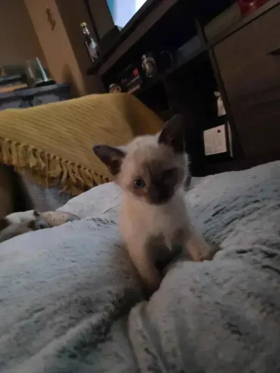 A baby small-sized female Siamese cat named Joplin for adoption in Grand Rapids, MI