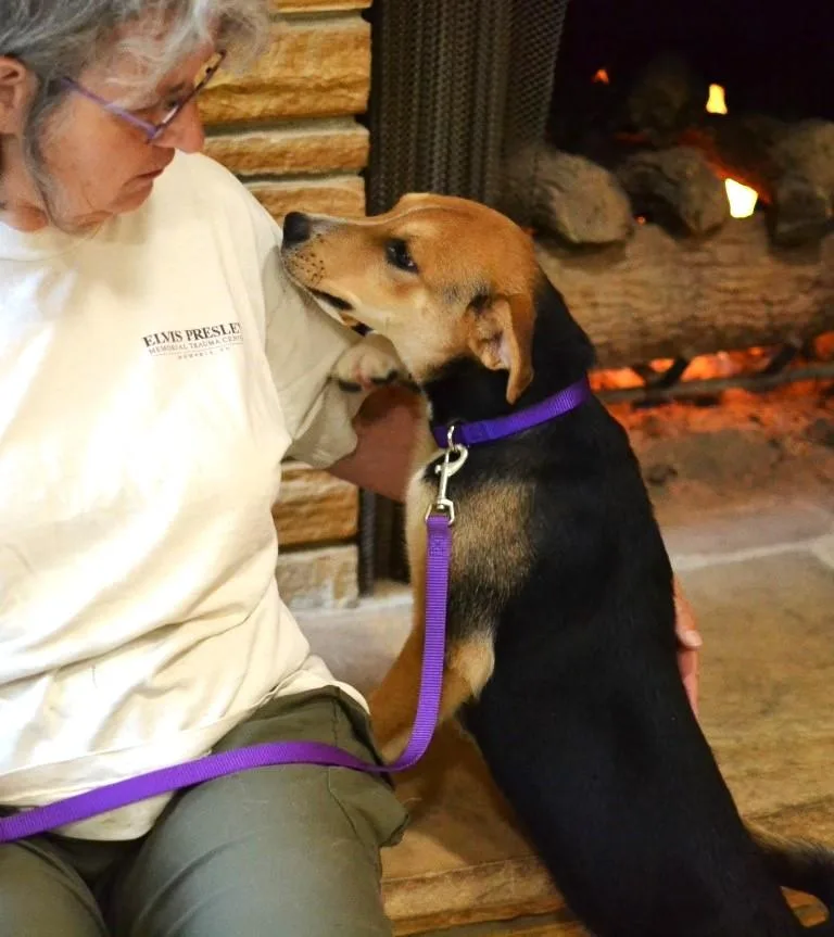 A young medium-sized female Hound dog named Maggie for adoption in Germantown, TN