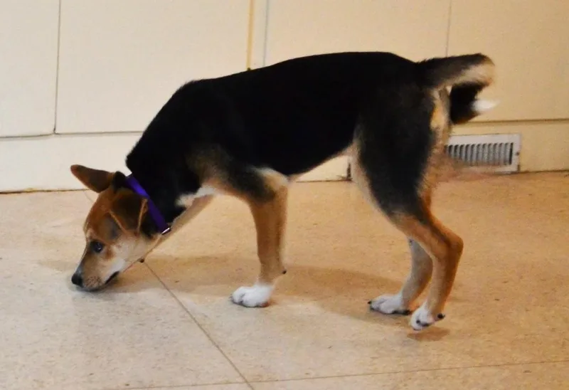 Maggie thumbnail 2