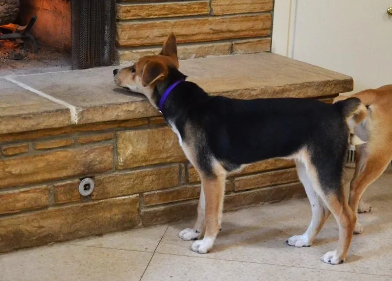Maggie thumbnail 4