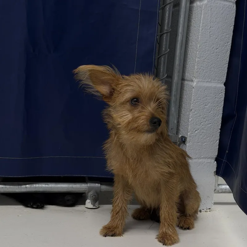 A young small-sized male Terrier dog named Lucky for adoption in Delaware, OH