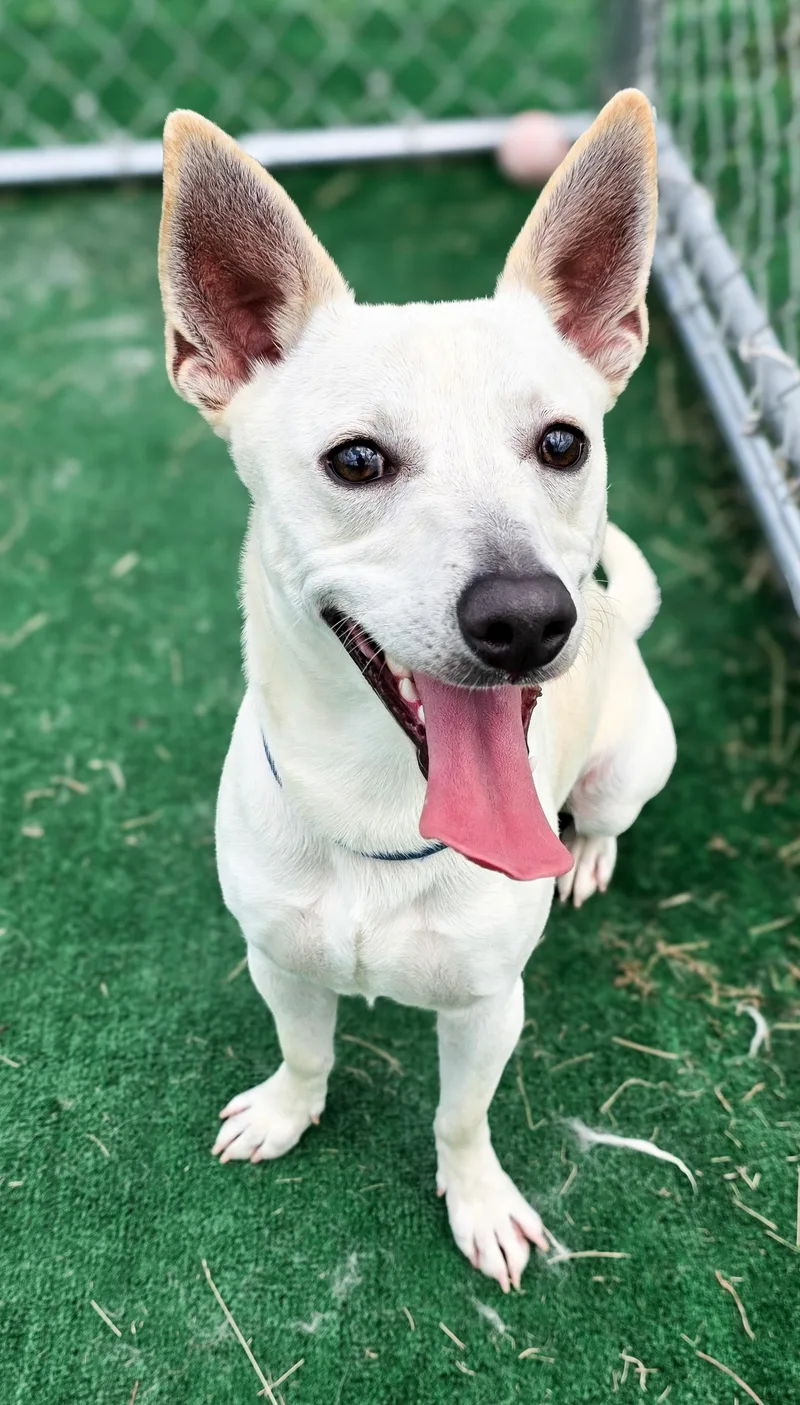 An adult small-sized male White / Cream Chihuahua dog named Oso for adoption in Gainesville, TX