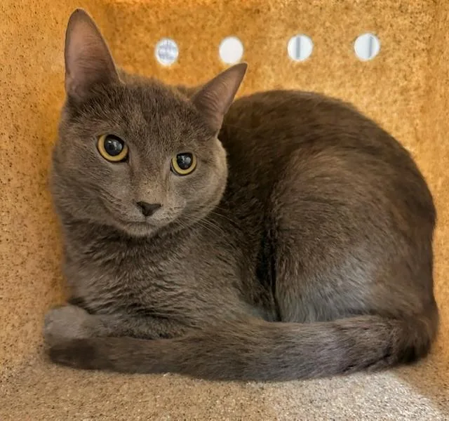 An adult medium-sized male Domestic Short Hair cat named Blue Diamond for adoption in Derwood, MD