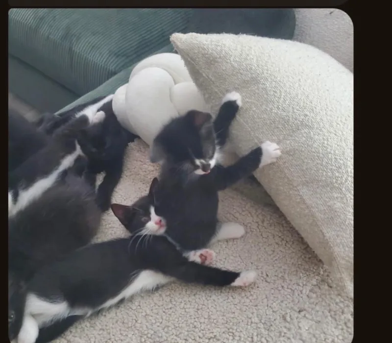 A baby medium-sized male Domestic Short Hair cat named Sonia’s house for adoption in Tampa, FL