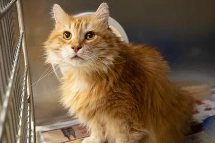 An adult small-sized male Domestic Medium Hair cat named Edwin for adoption in Golden Valley, MN