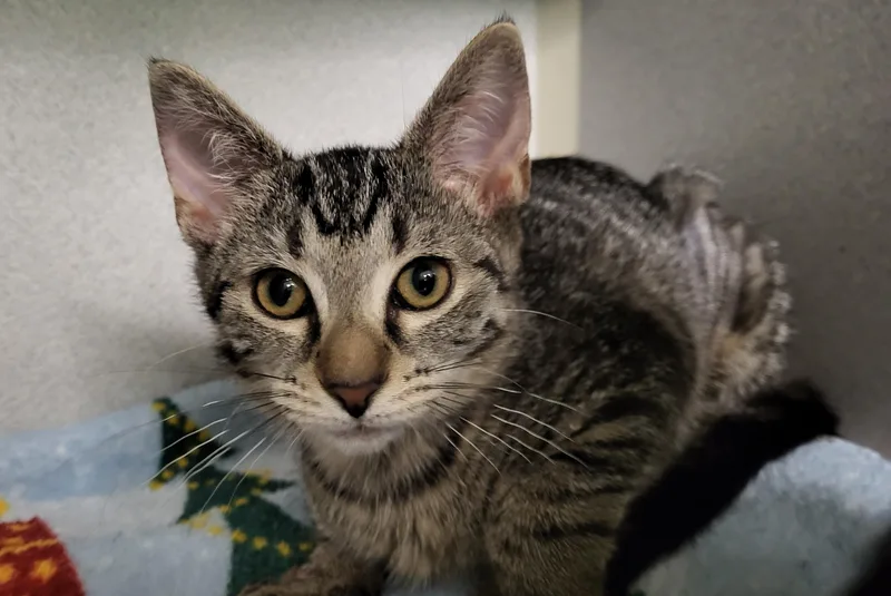 A baby medium-sized female Tabby (Brown / Chocolate) Extra-Toes Cat / Hemingway Polydactyl cat named Earthquake for adoption in Grayslake, IL