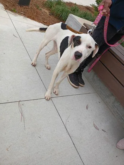 An adult medium-sized female Mixed Breed dog named Moo Moo for adoption in Atlanta, GA