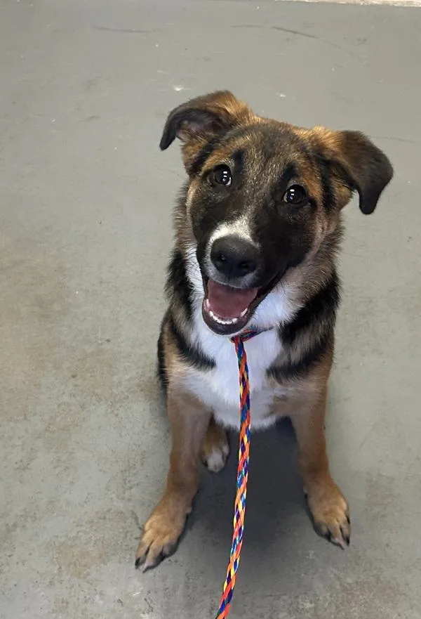 A baby medium-sized male German Shepherd Dog dog named Scooter for adoption in Salt Lake City, UT