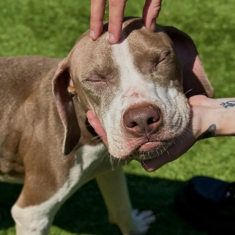 A young medium-sized male Yellow / Tan / Blond / Fawn Pit Bull Terrier dog named Winner for adoption in Matteson, IL