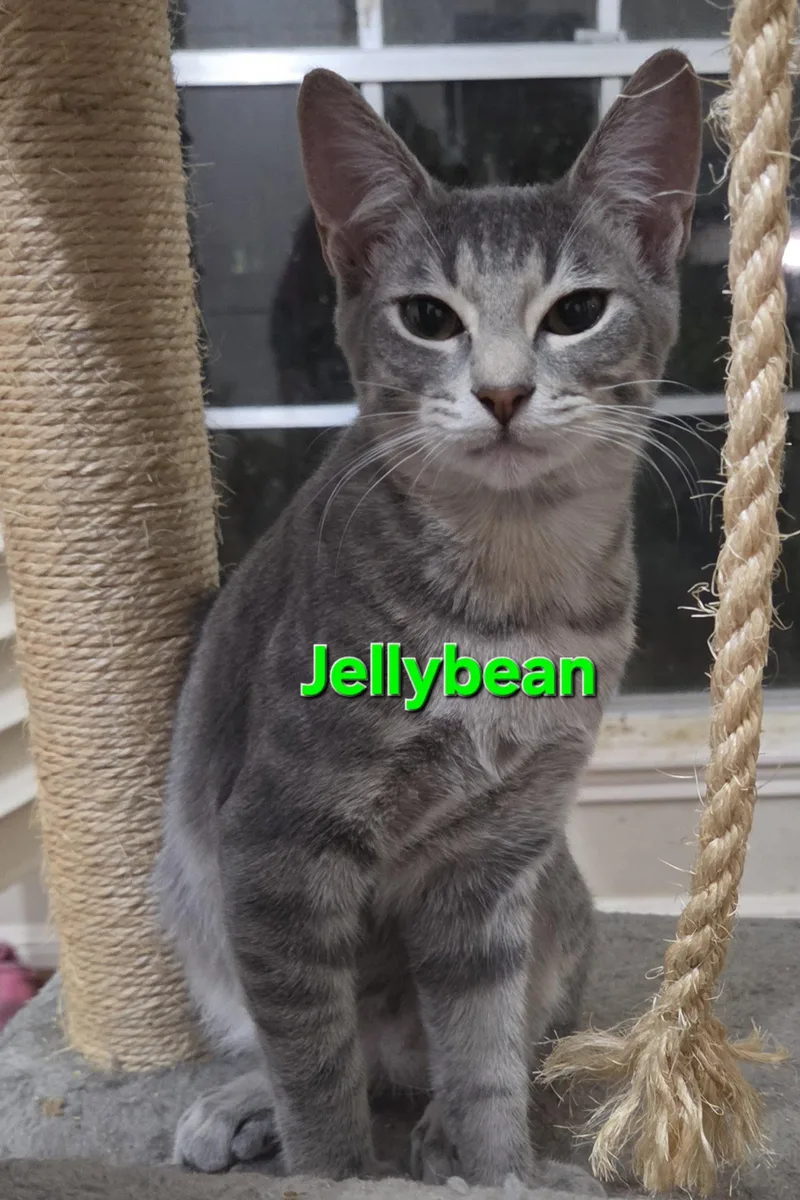 A baby medium-sized male Tabby cat named Jellybean for adoption in MONTGOMERY, TX