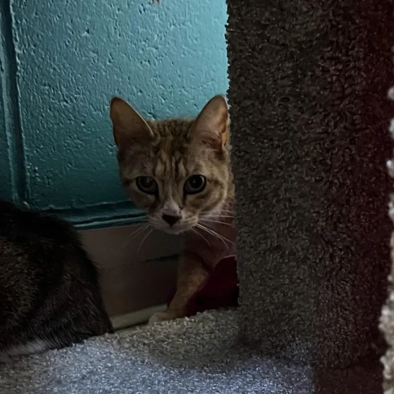 An adult medium-sized female Torbie Domestic Short Hair cat named Peach for adoption in Bedford, NH