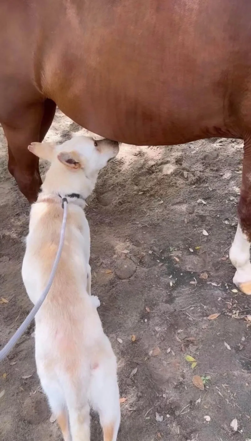 An adult medium-sized female Apricot / Beige White German Shepherd dog named Phoenix for adoption in Inez, TX