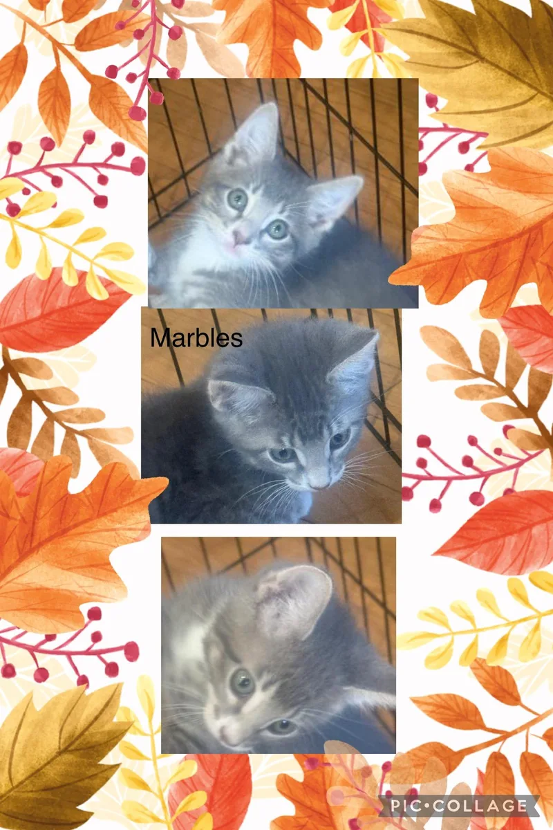 Marbles thumbnail 3
