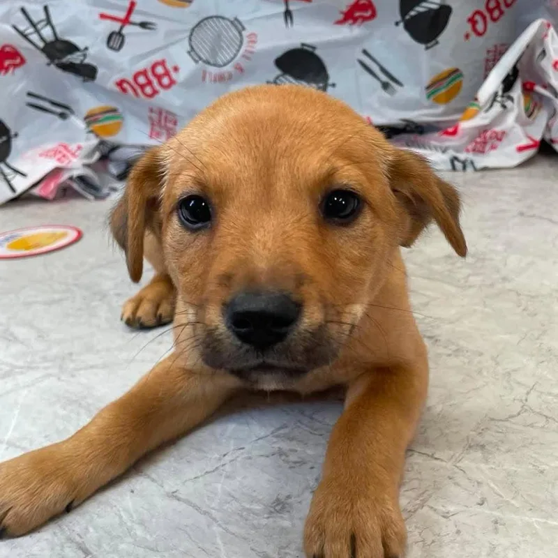 A baby large-sized female Brown / Chocolate Mixed Breed dog named Pickles for adoption in Huntsville, AR