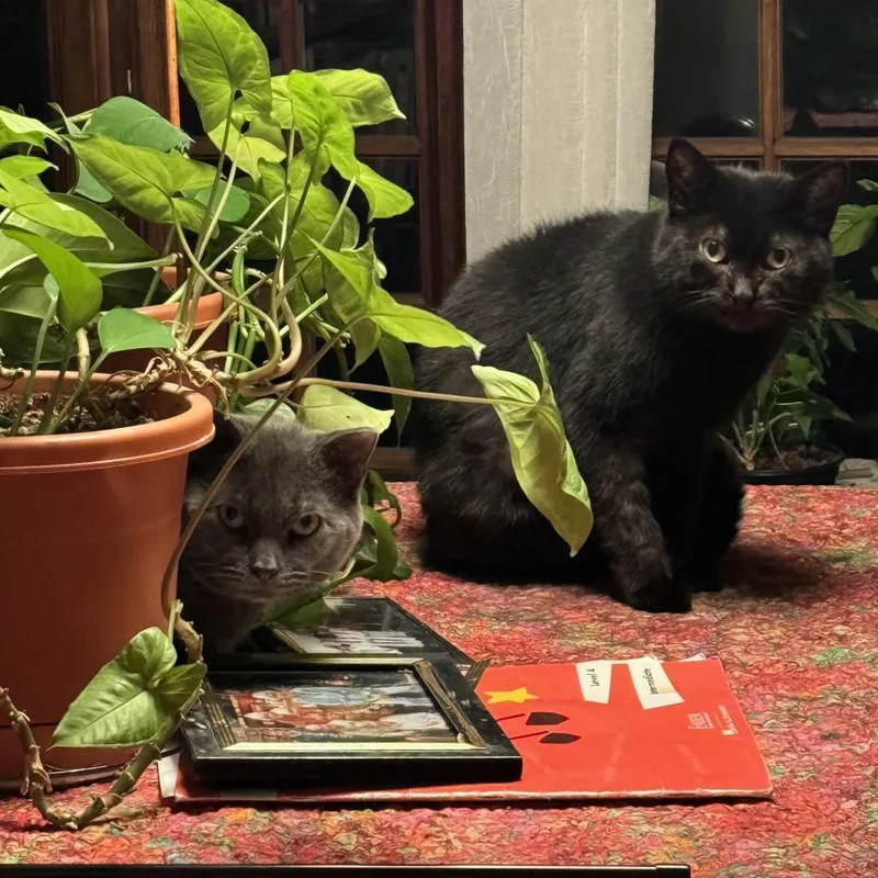 Florence thumbnail 3