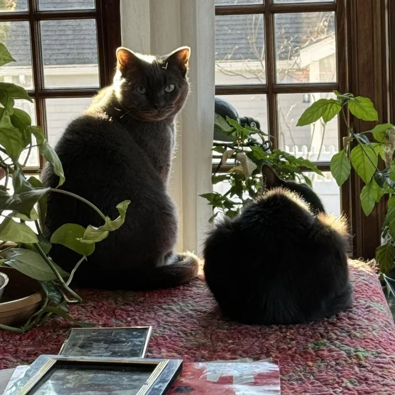 Florence thumbnail 4