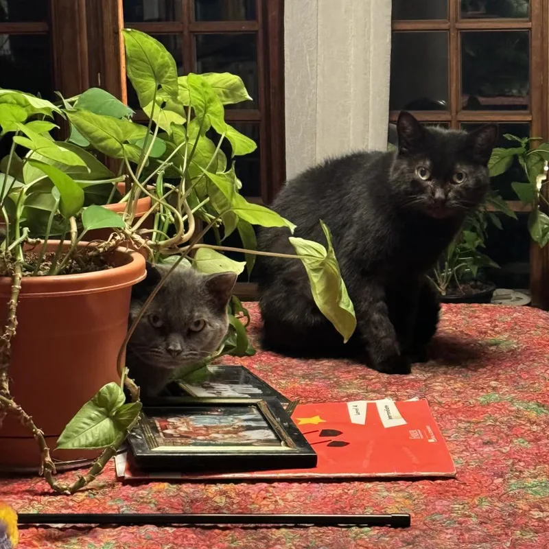 Florence thumbnail 5