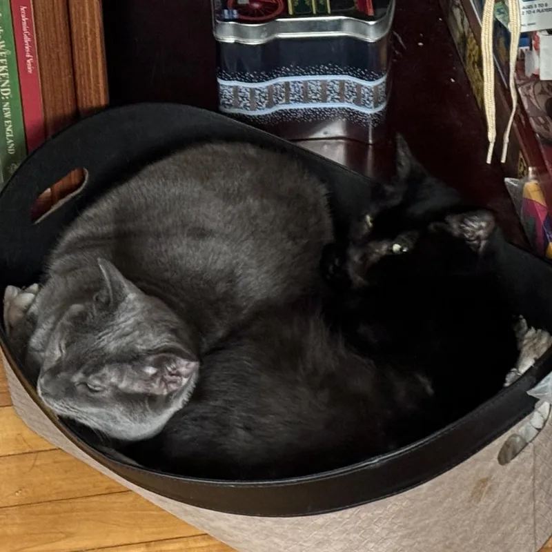 Florence thumbnail 6