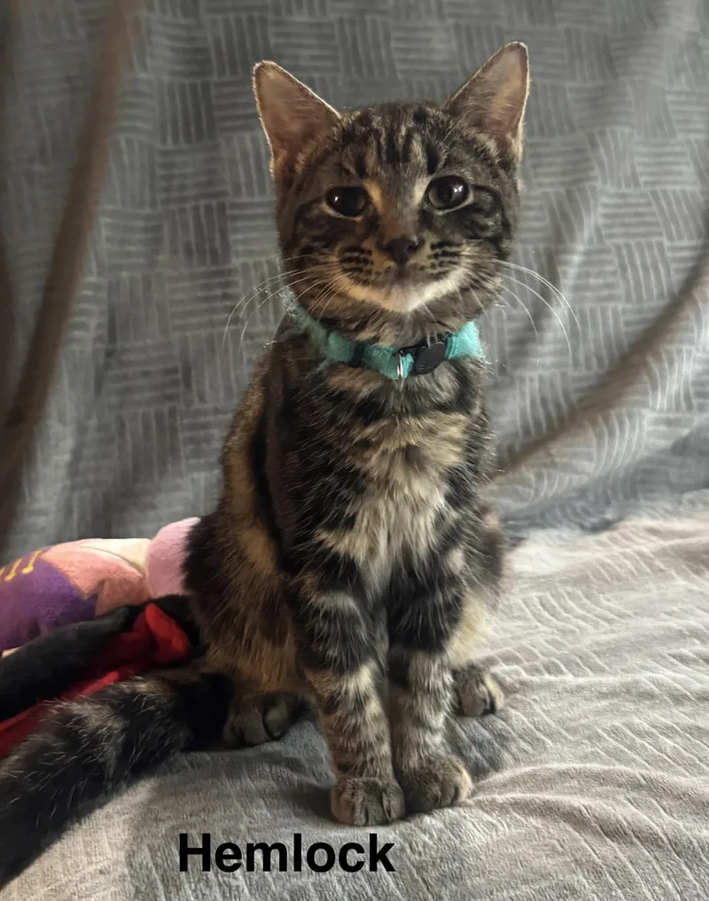 A baby medium-sized male American Shorthair cat named Hemlock for adoption in Massillon, OH