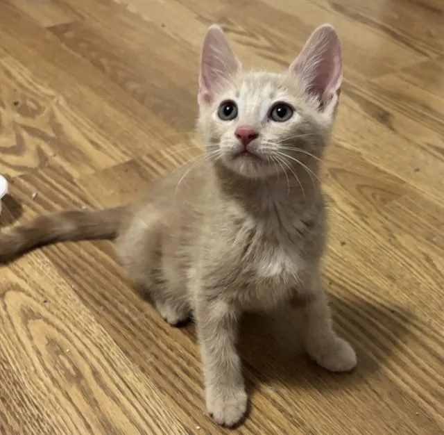 A baby small-sized male Domestic Short Hair cat named Spruce Goose for adoption in Tucson, AZ