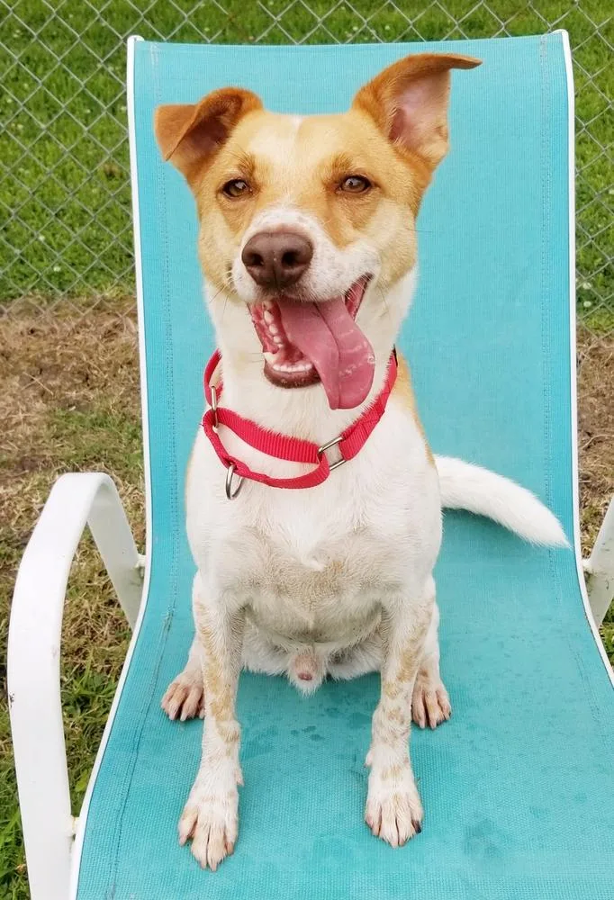 A senior medium-sized male Mixed Breed dog named Buddy for adoption in San Leon, TX