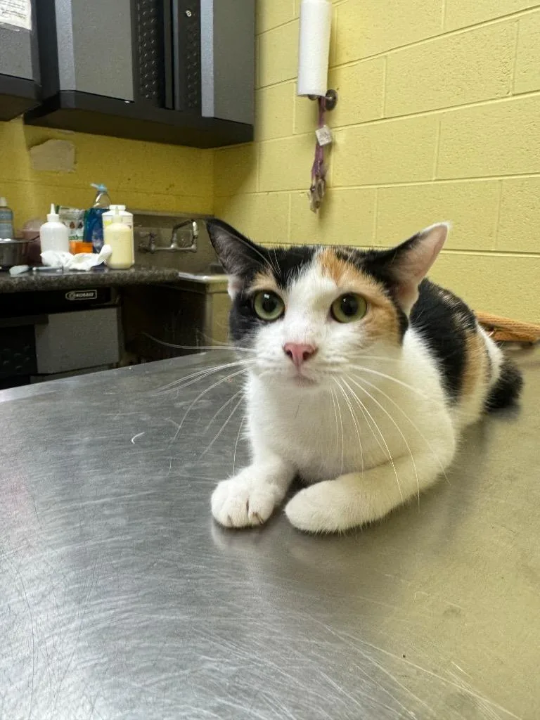 A young small-sized male Domestic Short Hair cat named Butterscotch for adoption in Crossville, TN