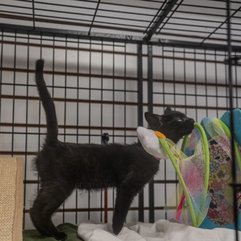 A baby small-sized female Black Domestic Medium Hair cat named Soot Sprite for adoption in Pawling, NY