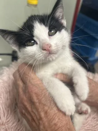 A baby medium-sized female Domestic Short Hair cat named Alexis for adoption in Picayune, MS