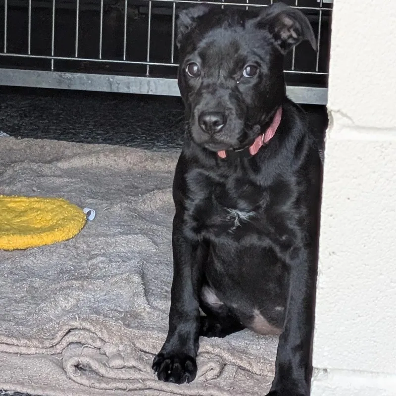 A baby small-sized female Black Labrador Retriever dog named Beanie for adoption in Buchanan Dam, TX