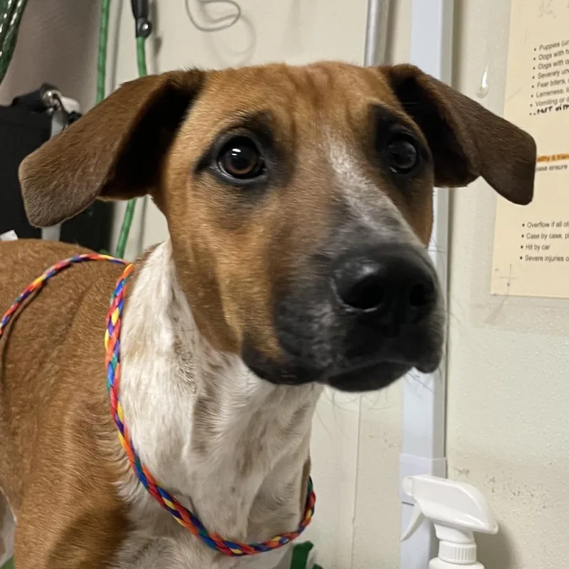 Calamity Jane thumbnail 2