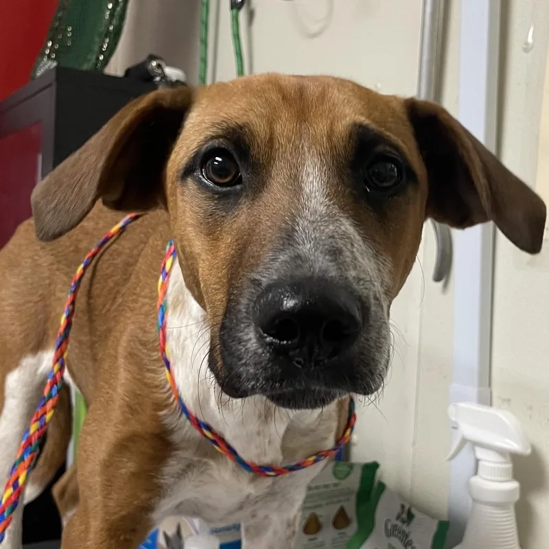 Calamity Jane thumbnail 3